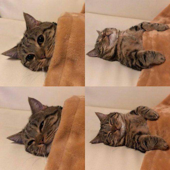 Kucing tidur pakai selimut lucu. (twitter.com/cat_auras)