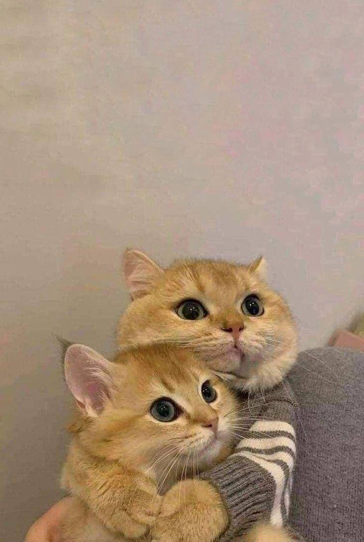 persahabatan kucing gemoy (twitter.com/cat_auras)