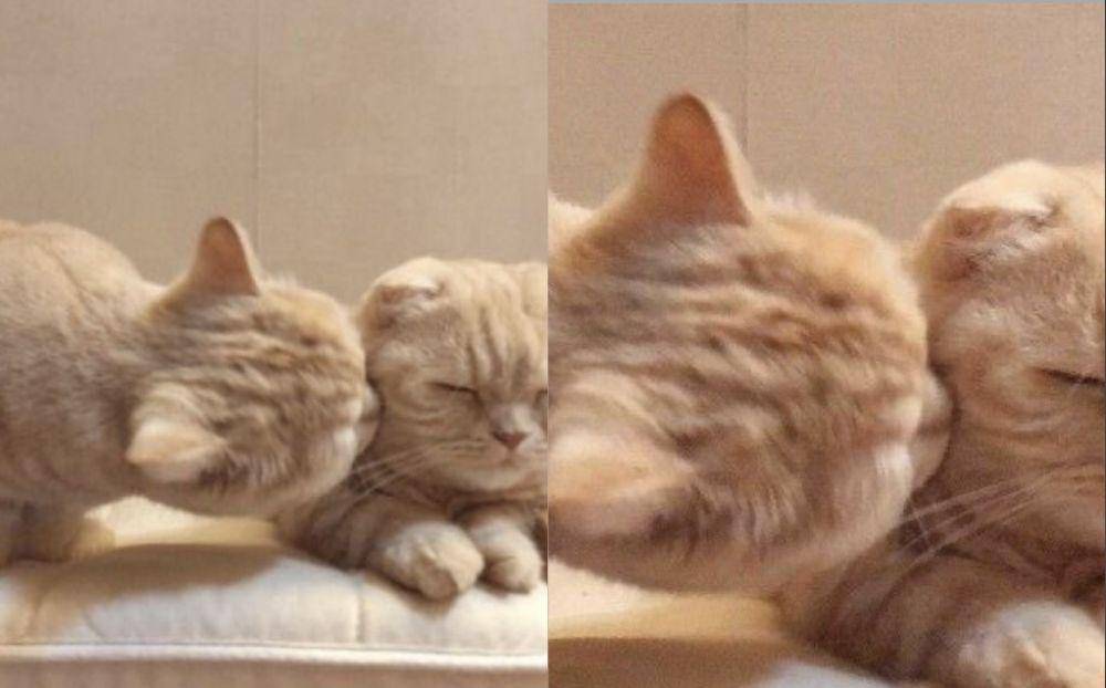 persahabatan kucing gemoy (twitter.com/cat_auras)