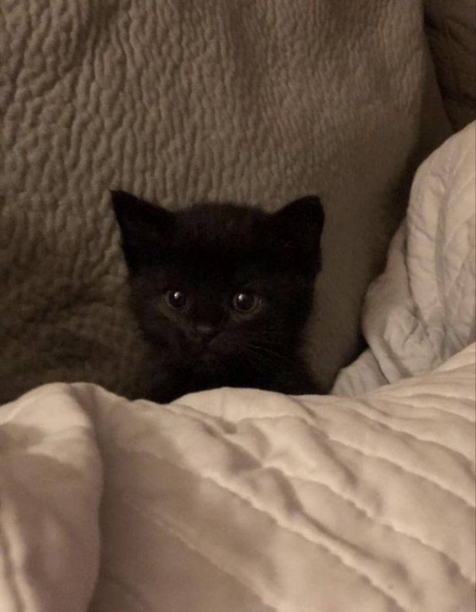 Kucing tidur pakai selimut lucu. (twitter.com/cat_auras)