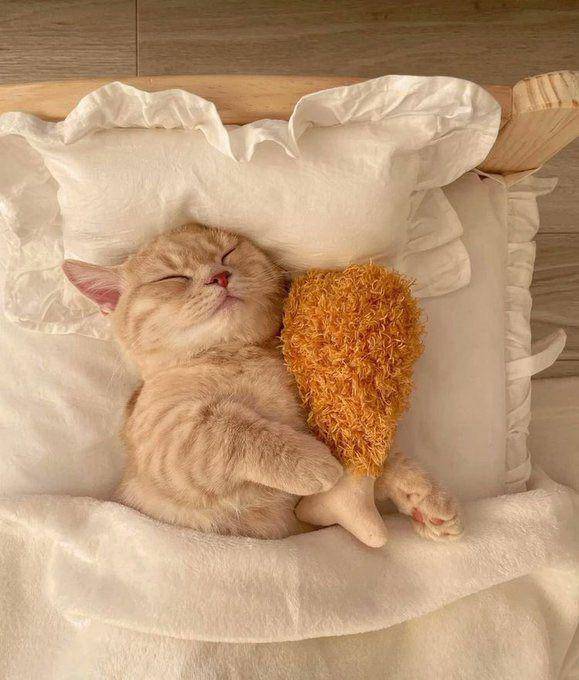 Kucing tidur pakai selimut lucu. (twitter.com/cat_auras)