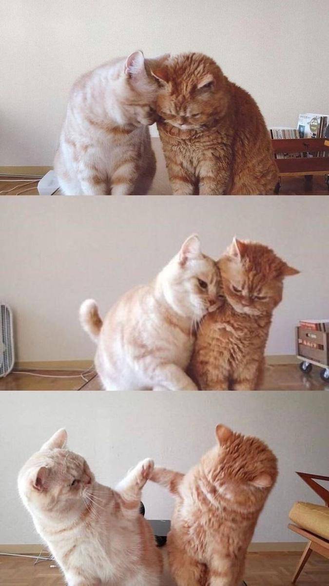 persahabatan kucing gemoy (twitter.com/cat_auras)
