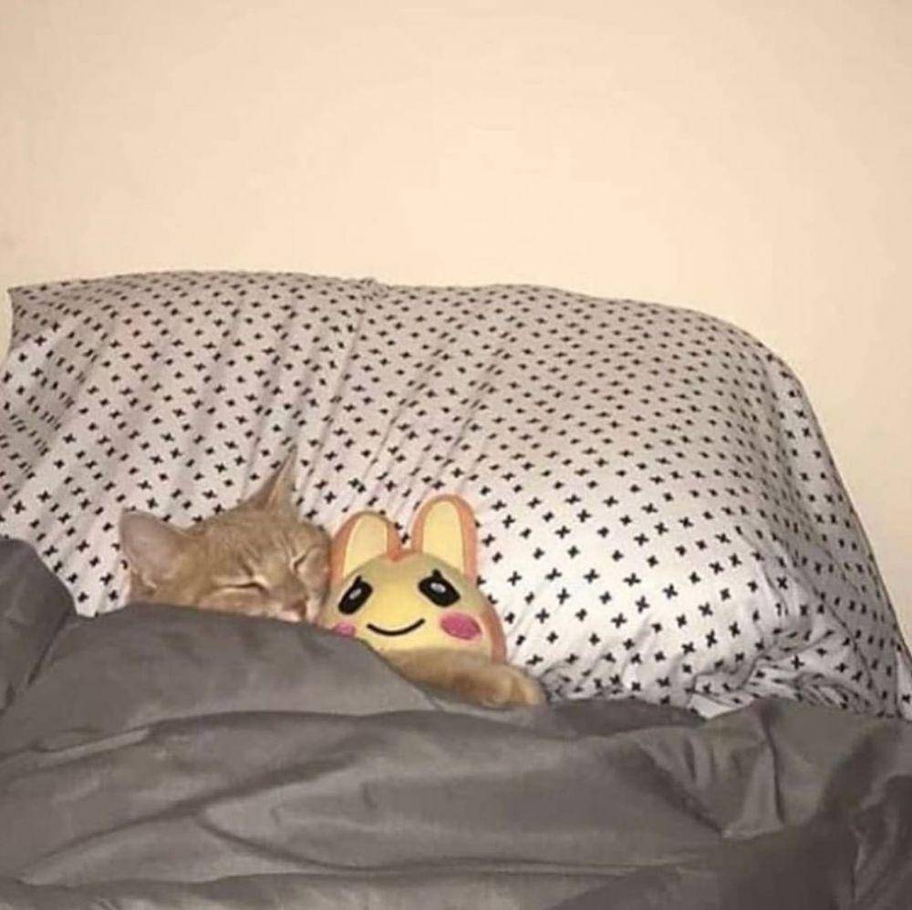 Kucing tidur pakai selimut lucu. (twitter.com/cat4pics)