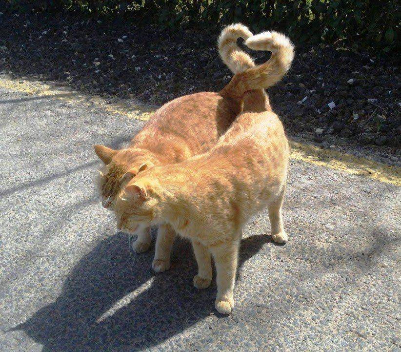 persahabatan kucing gemoy (twitter.com/cat_auras)
