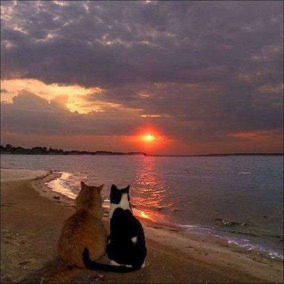 persahabatan kucing gemoy (twitter.com/cat_auras)