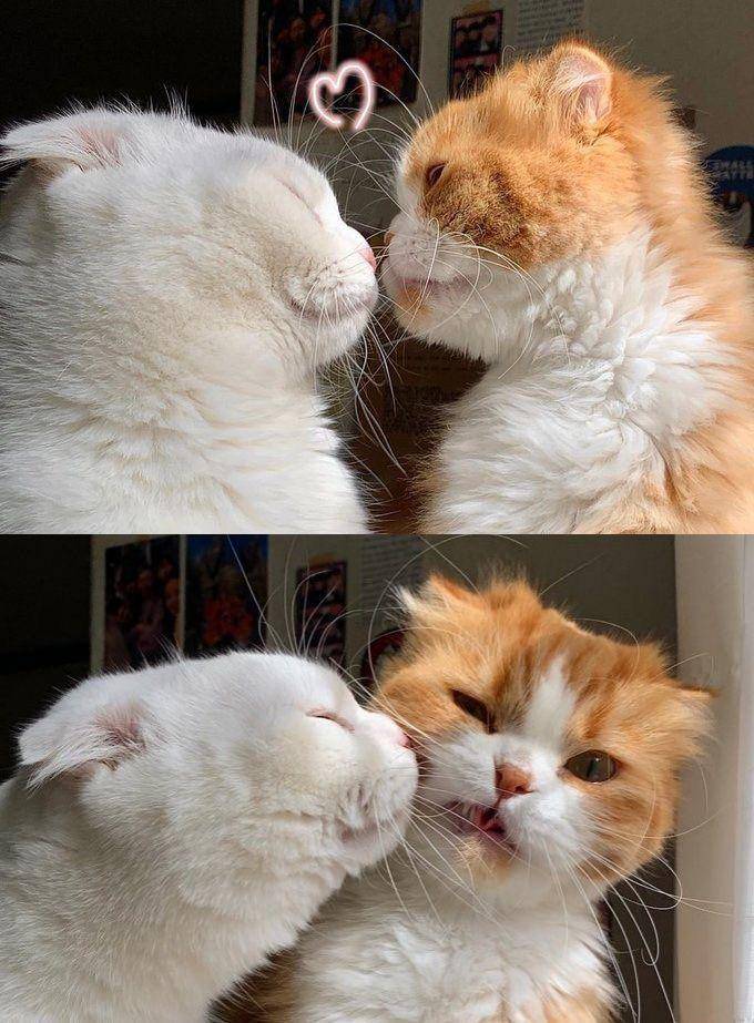persahabatan kucing gemoy (twitter.com/cat_auras)