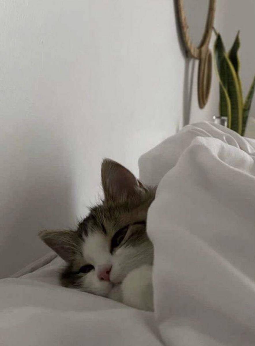 Kucing tidur pakai selimut lucu. (twitter.com/cat4pics)