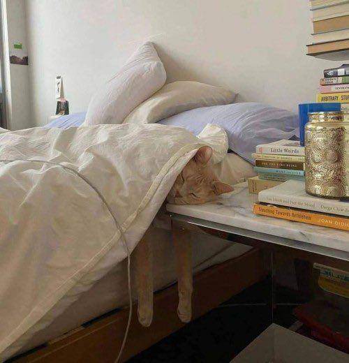 Kucing tidur pakai selimut lucu. (twitter.com/cat_auras)
