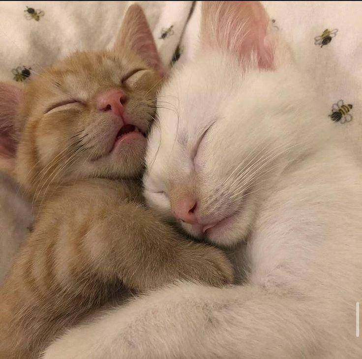 persahabatan kucing gemoy (twitter.com/cat_auras)