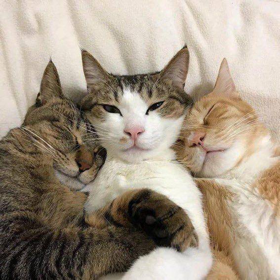persahabatan kucing gemoy (twitter.com/cat_auras)