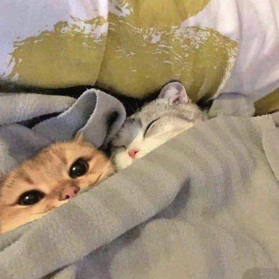 Kucing tidur pakai selimut lucu. (twitter.com/cat_auras)