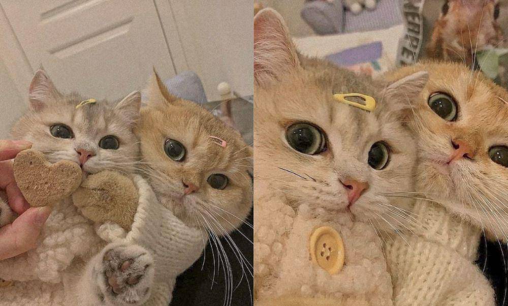 persahabatan kucing gemoy (twitter.com/cat_auras)