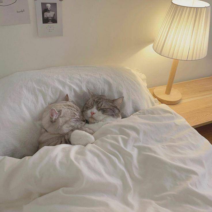 Kucing tidur pakai selimut lucu. (twitter.com/cat_auras)