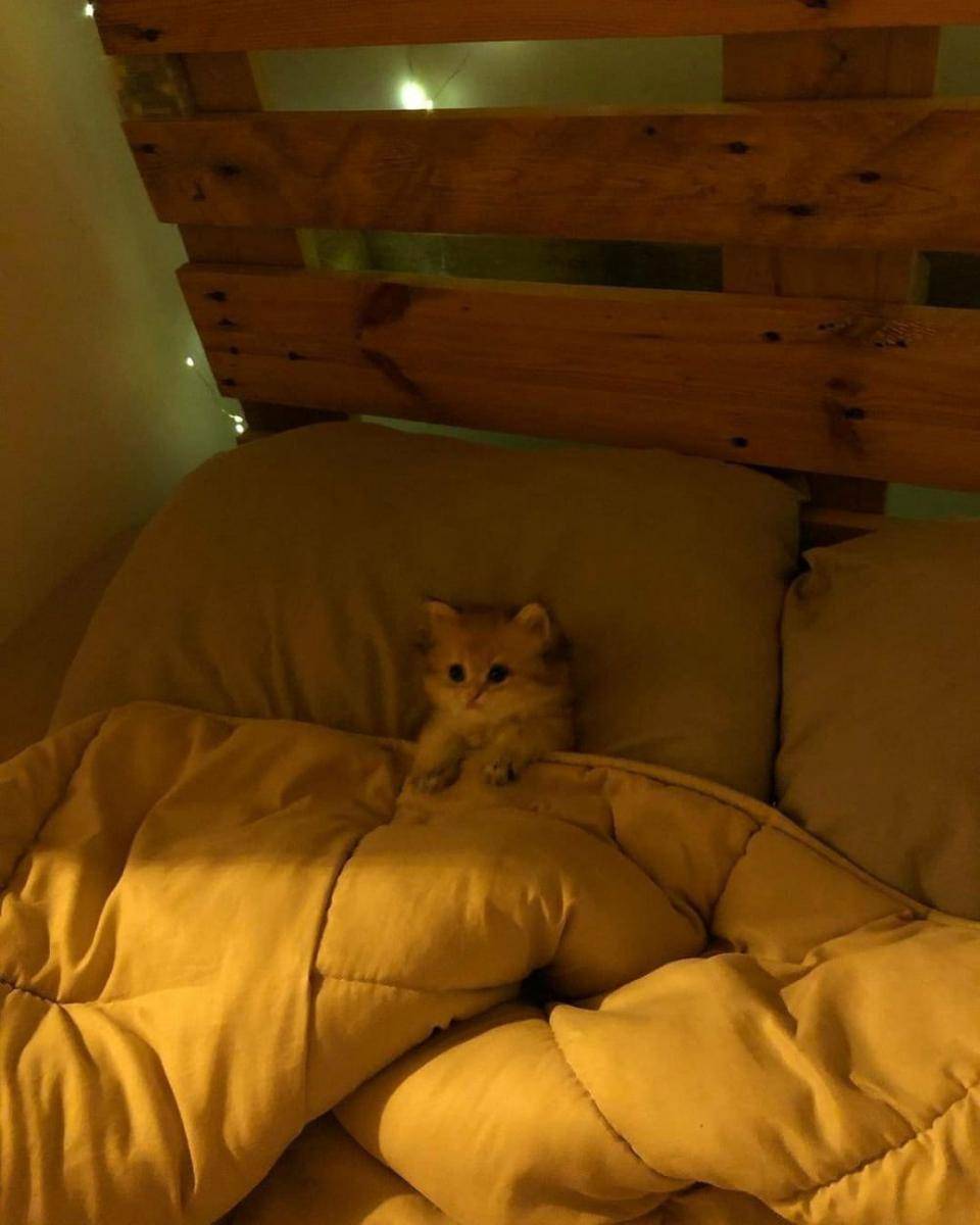 Kucing tidur pakai selimut lucu. (twitter.com/cat4pics)