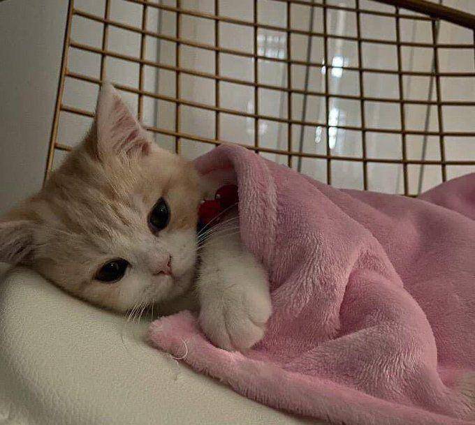 Kucing tidur pakai selimut lucu. (twitter.com/cat_auras)