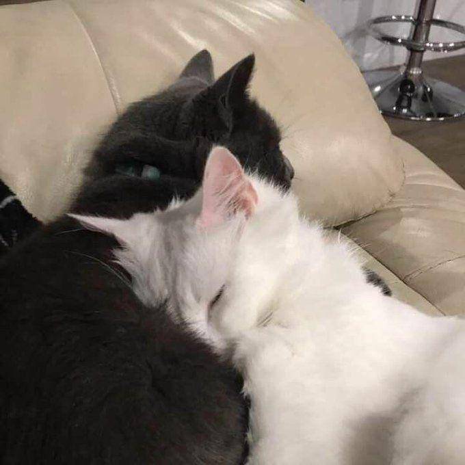 persahabatan kucing gemoy (twitter.com/cat_auras)