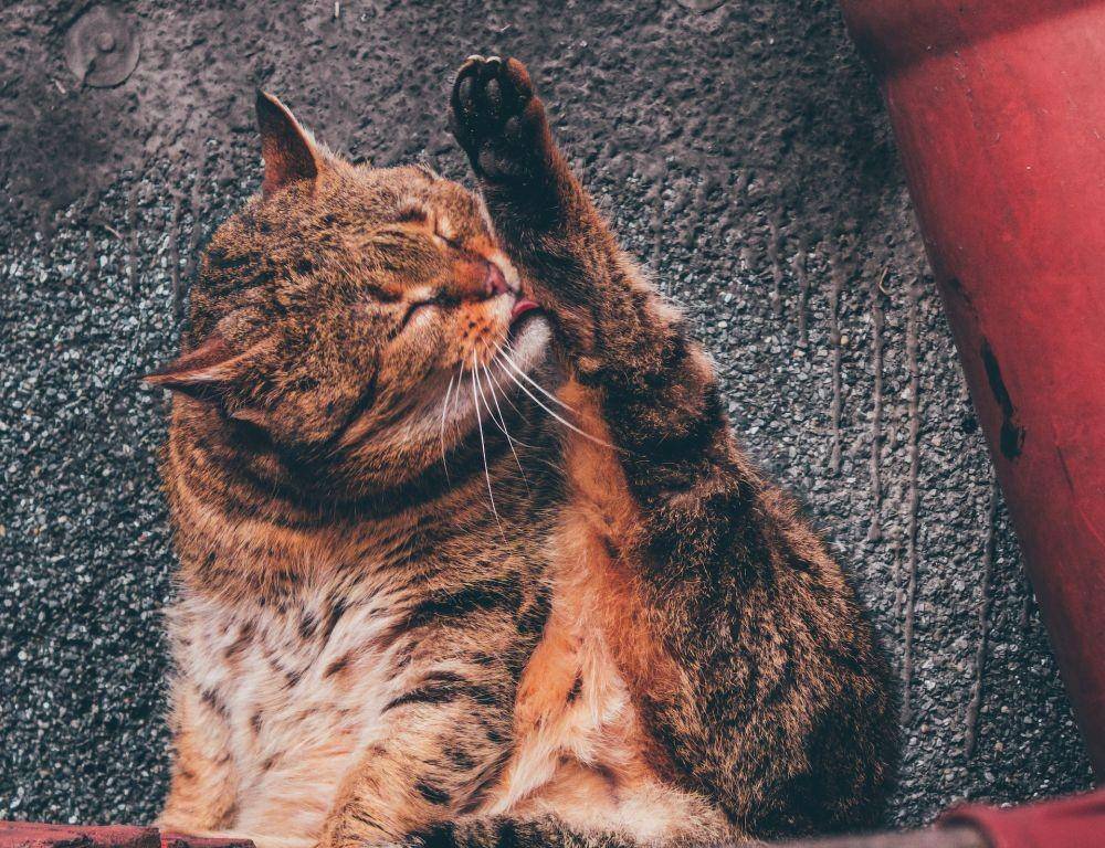 ilustrasi kucing (Unsplash/ Filip Saternus)