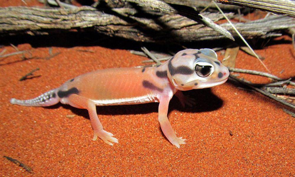 potret knob-tailed gecko (commons.wikimedia.org/Cropbot)