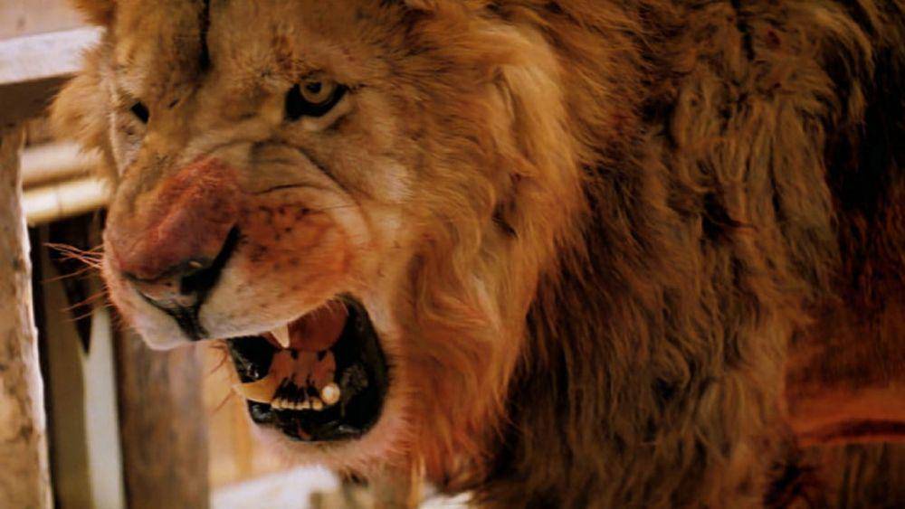 cuplikan film Roar (dok. Film Consortium/Roar)