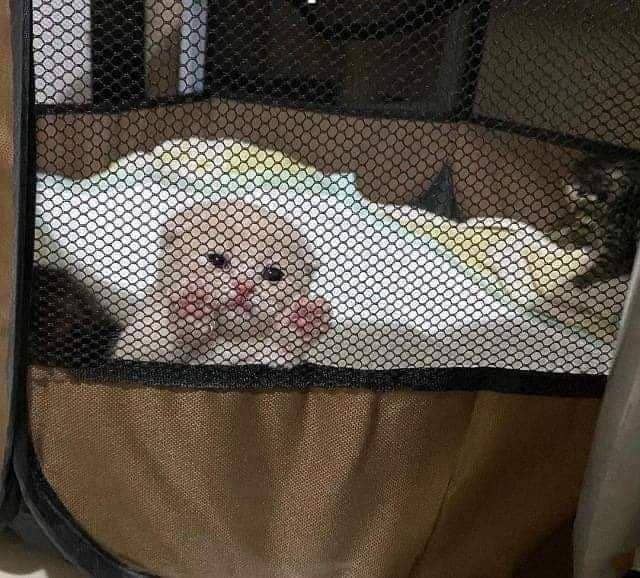 kucing kesepian (twitter.com/lined_cats)