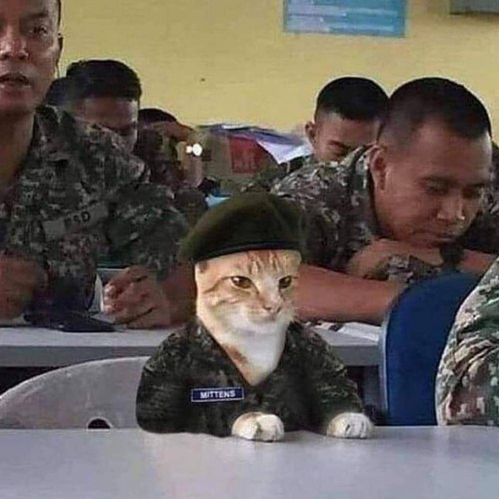 kucing berpenampilan kece badai (twitter.com/cat_dot_exe)