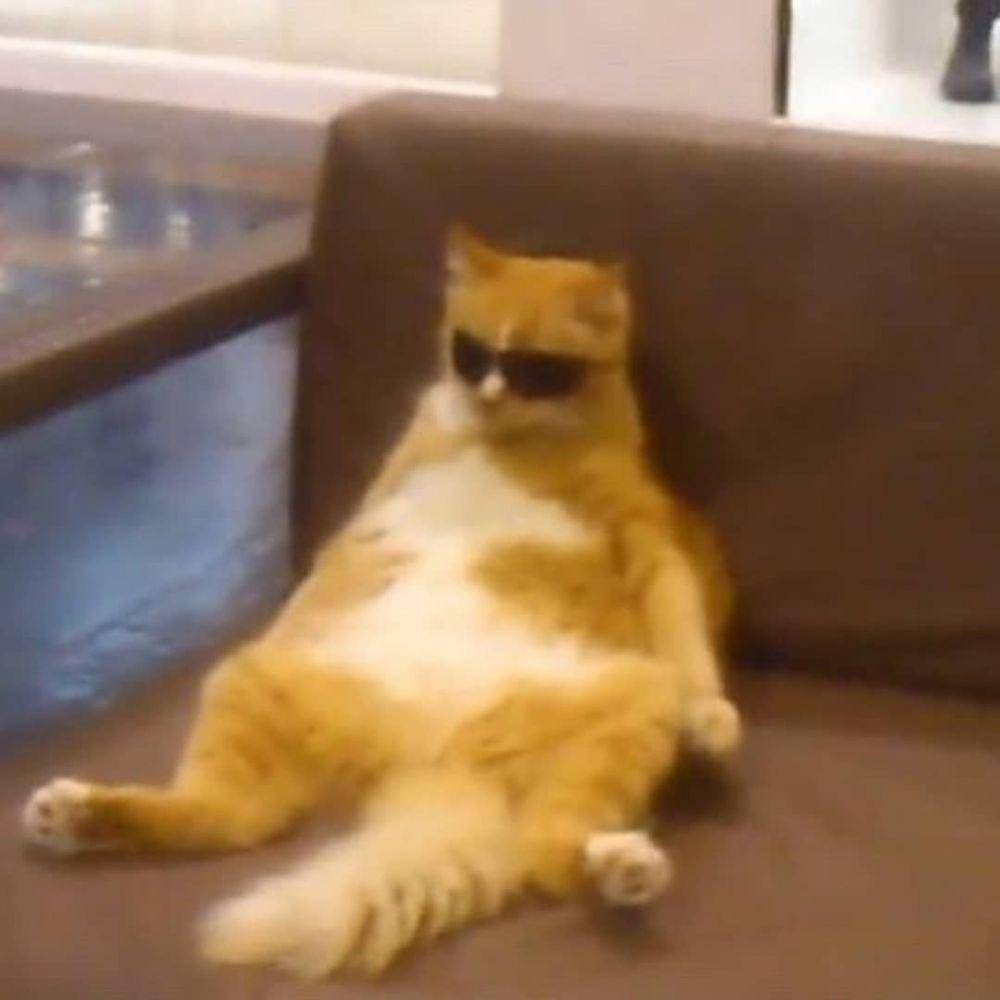 kucing berpenampilan kece badai (twitter.com/cat_dot_exe)