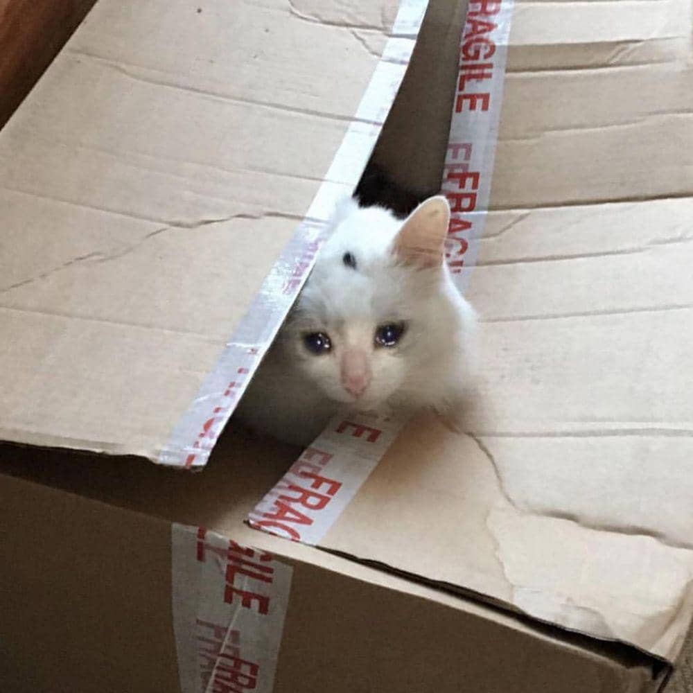 kucing kesepian (twitter.com/cat_dot_exe)