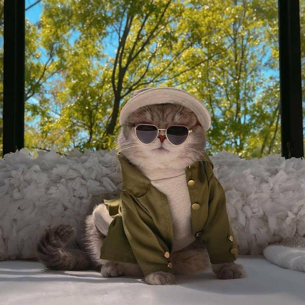 kucing berpenampilan kece badai (twitter.com/cat_dot_exe)
