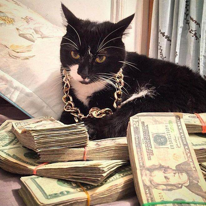 kucing berpenampilan kece badai (twitter.com/cat_dot_exe)