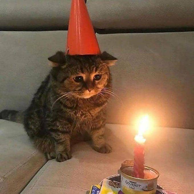 kucing kesepian (twitter.com/cat_auras)