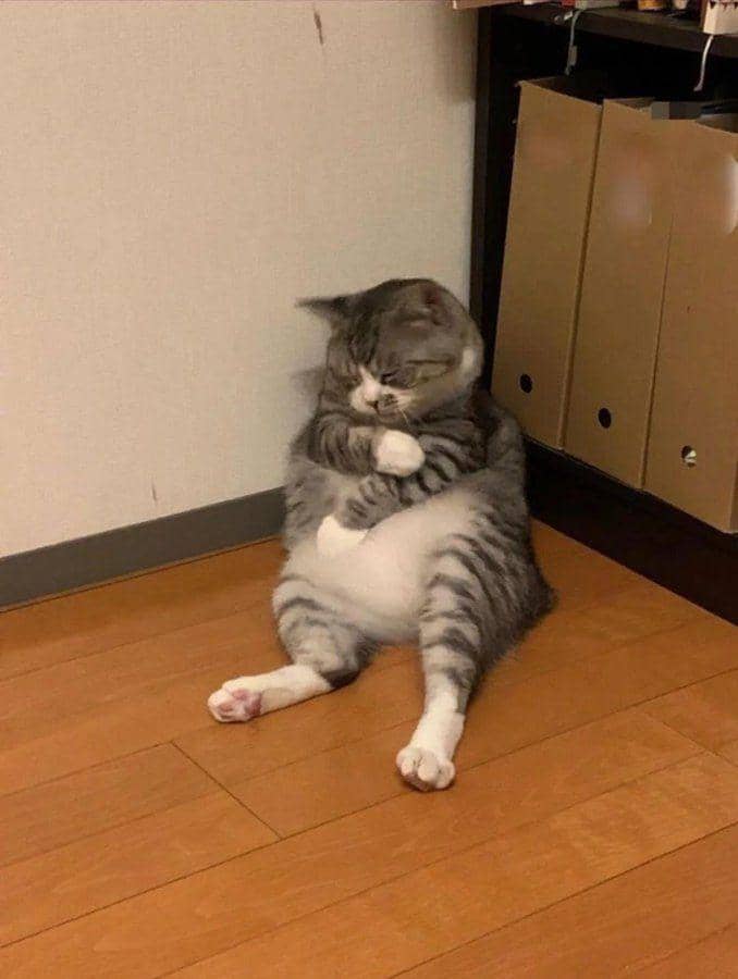 kucing kesepian (twitter.com/cat_auras)