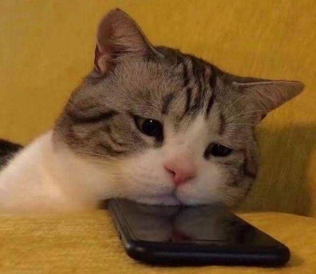 kucing kesepian (twitter.com/cat_auras)