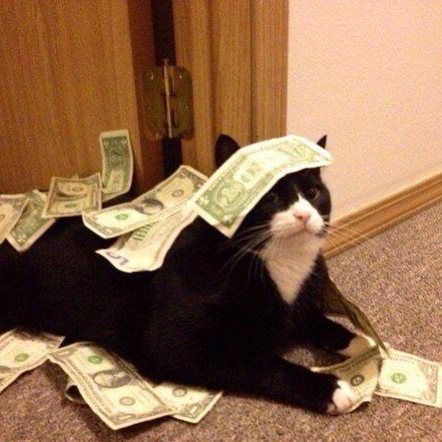 kucing berpenampilan kece badai (twitter.com/cat_dot_exe)