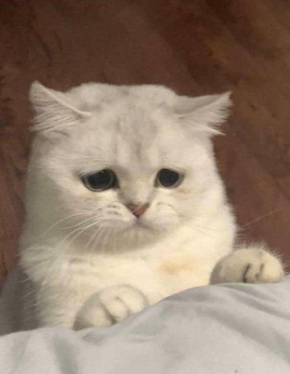 kucing kesepian (twitter.com/couplesimages)