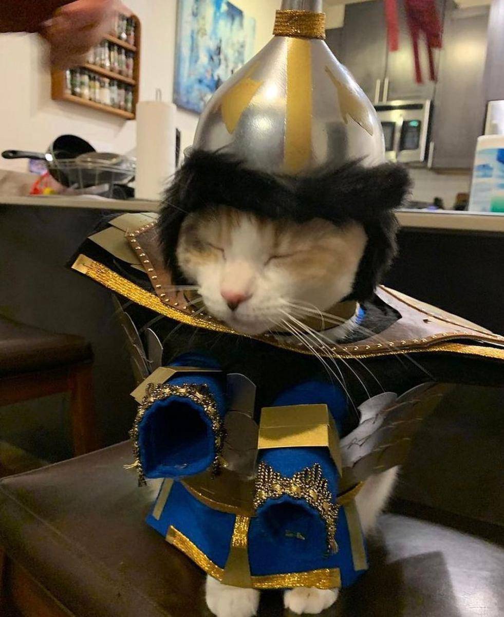 kucing berpenampilan kece badai (twitter.com/cat_dot_exe)