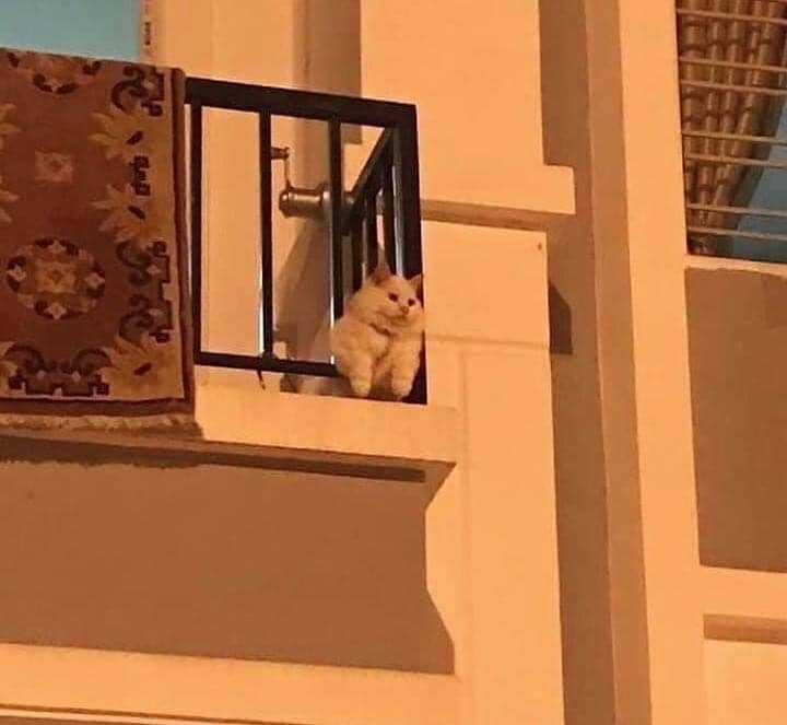 kucing kesepian (twitter.com/cat_dot_exe)