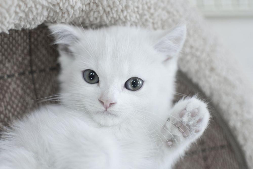 Cute Aggression, Rasa Gemas yang Bikin Kamu Jadi Pengin Cubit!