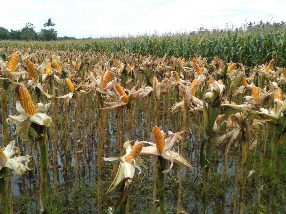 Tanaman jagung siap panen.(IDN Times/Daruwaskita)