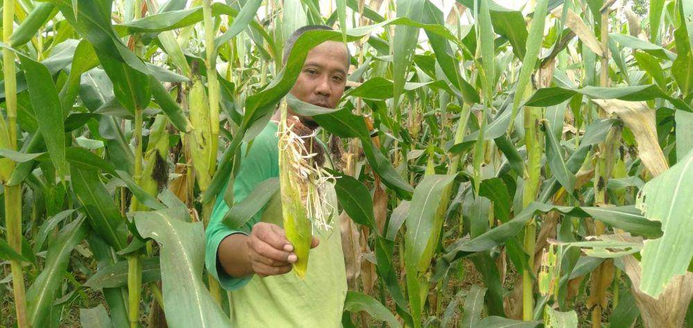 Tanaman jagung diserang hama tikus.(IDN Times/Daruwaskita)