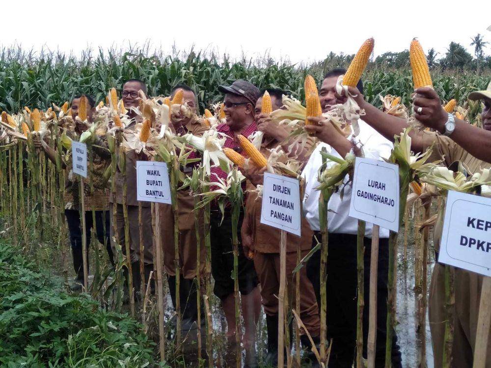 Panen raya jagung di Bantul.(IDN Times/Daruwaskita)