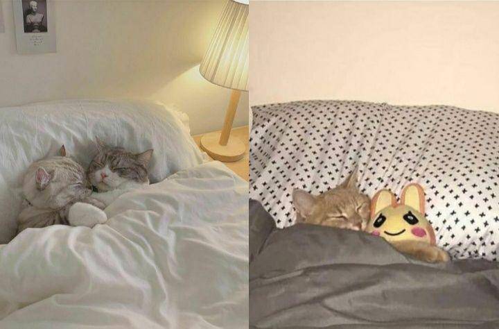 Kucing tidur pakai selimut lucu. (twitter.com/cat_auras | twitter.com/cat4pics)