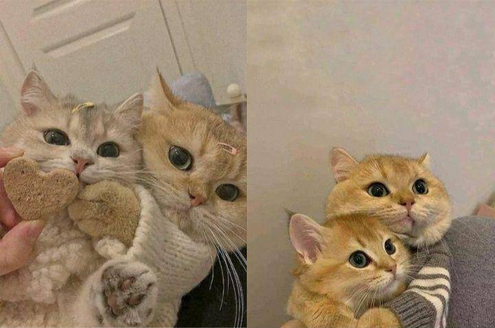 persahabatan kucing gemoy (twitter.com/cat_auras)