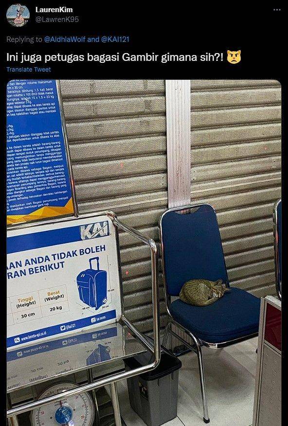 kucing di stasiun kocak (twitter.com/lawrenk95)