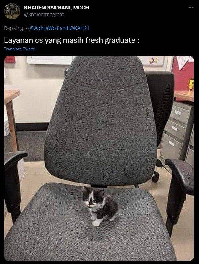 kucing di stasiun kocak (twitter.com/kharemthegreat)