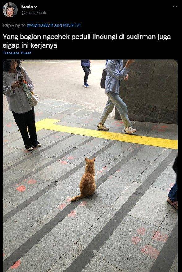 kucing di stasiun kocak (twitter.com/koalakoalu)