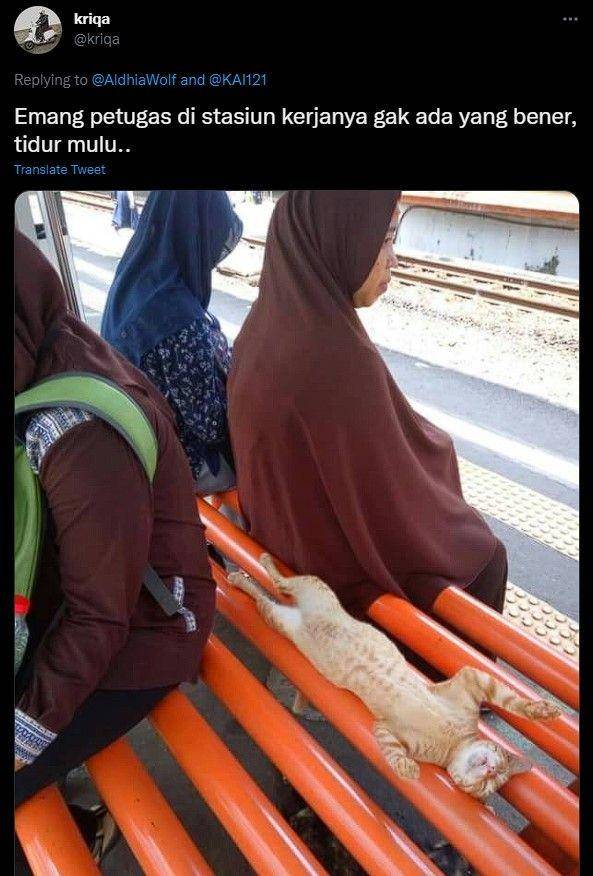 kucing di stasiun kocak (twitter.com/kriqa)