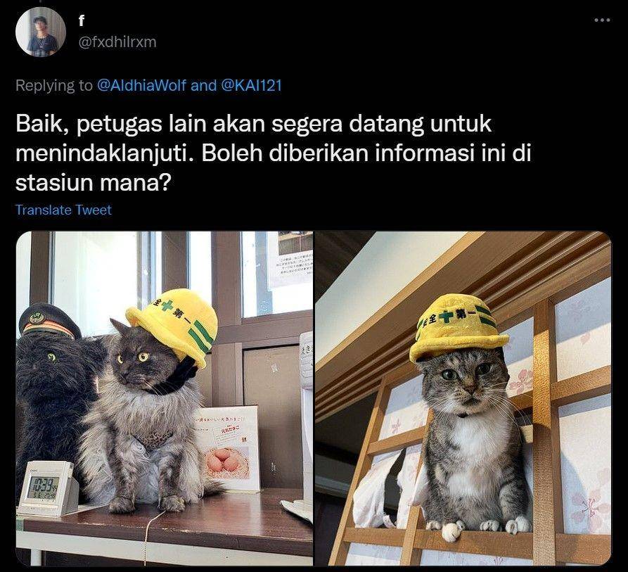 kucing di stasiun kocak (twitter.com/fxdhilrxm)