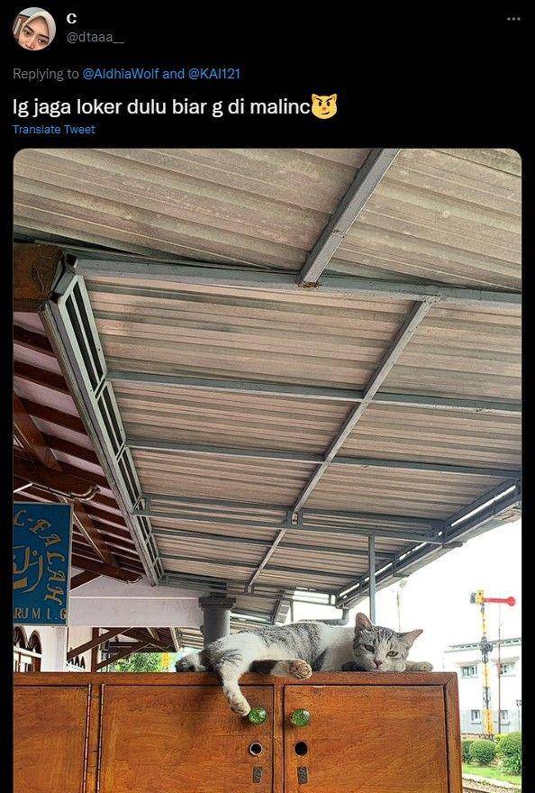 kucing di stasiun kocak (twitter.com/dtaaa__)