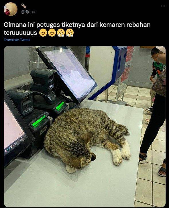 kucing di stasiun kocak (twitter.com/rijqaa)