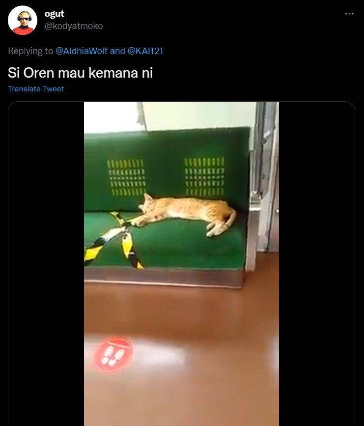 kucing di stasiun kocak (twitter.com/kodyatmoko)